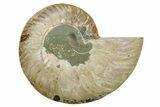 Cut & Polished Ammonite Fossil (Half) - Madagascar #379246-1